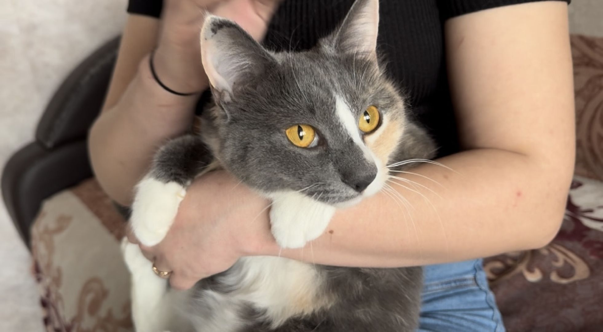 шаховская, кошка, зооволонтёр, волонтер, зоозащитник,