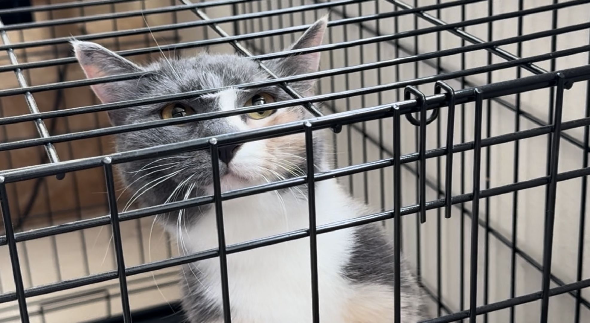 шаховская, кошка, зооволонтёр, волонтер, зоозащитник,