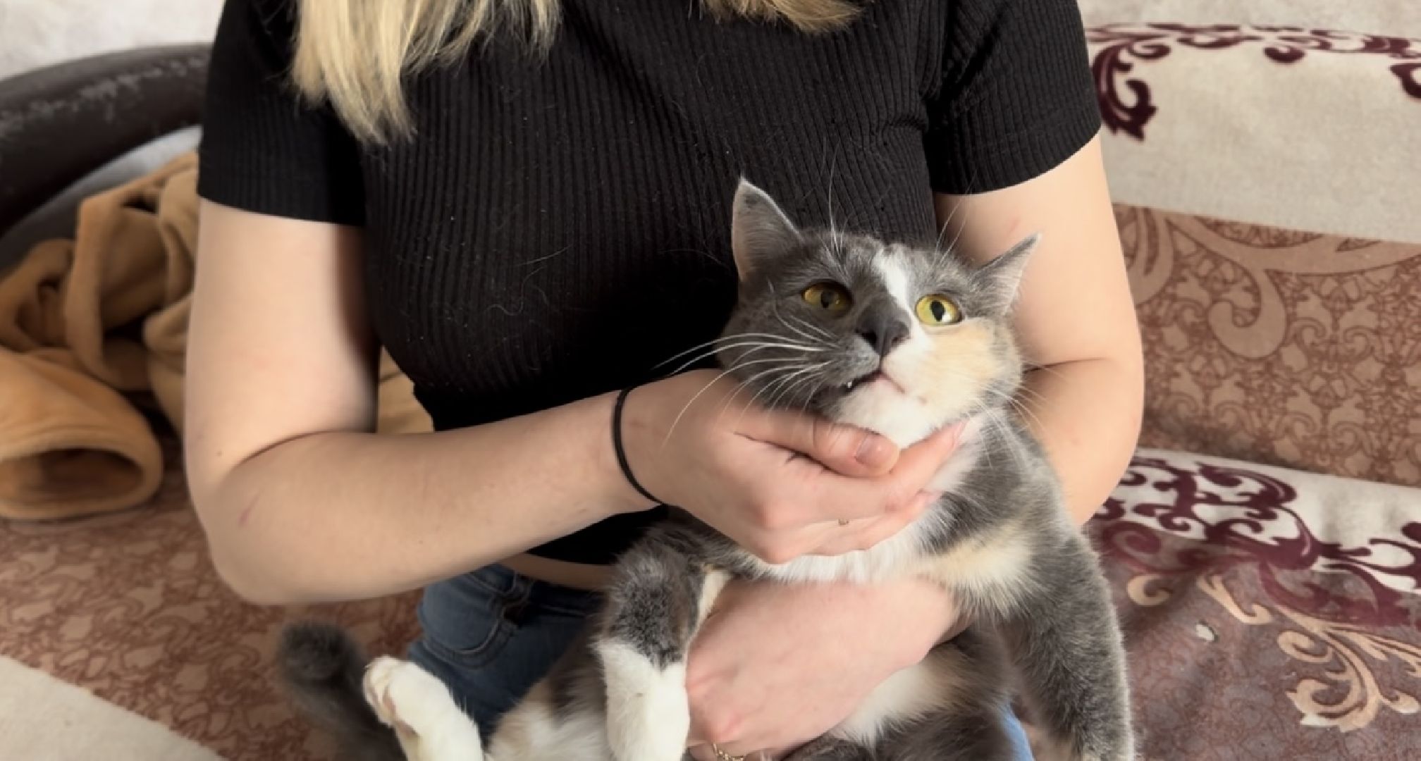 шаховская, кошка, зооволонтёр, волонтер, зоозащитник,