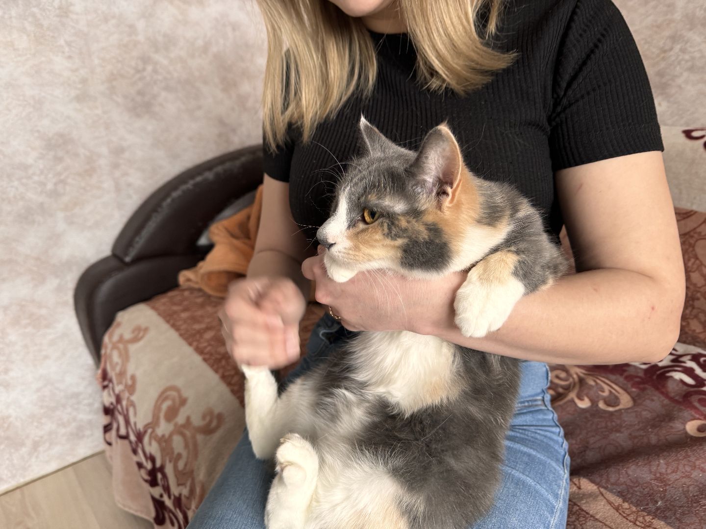 шаховская, кошка, зооволонтёр, волонтер, зоозащитник,