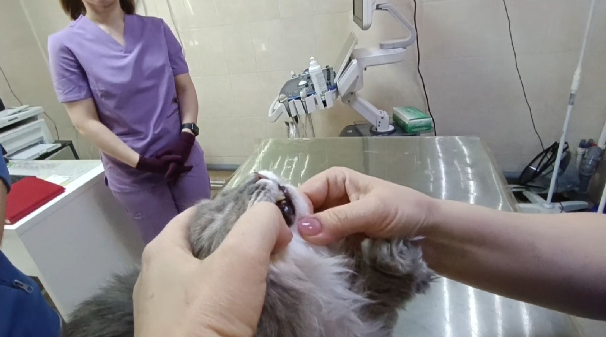 ветеринарный врач, кошка, лобня,