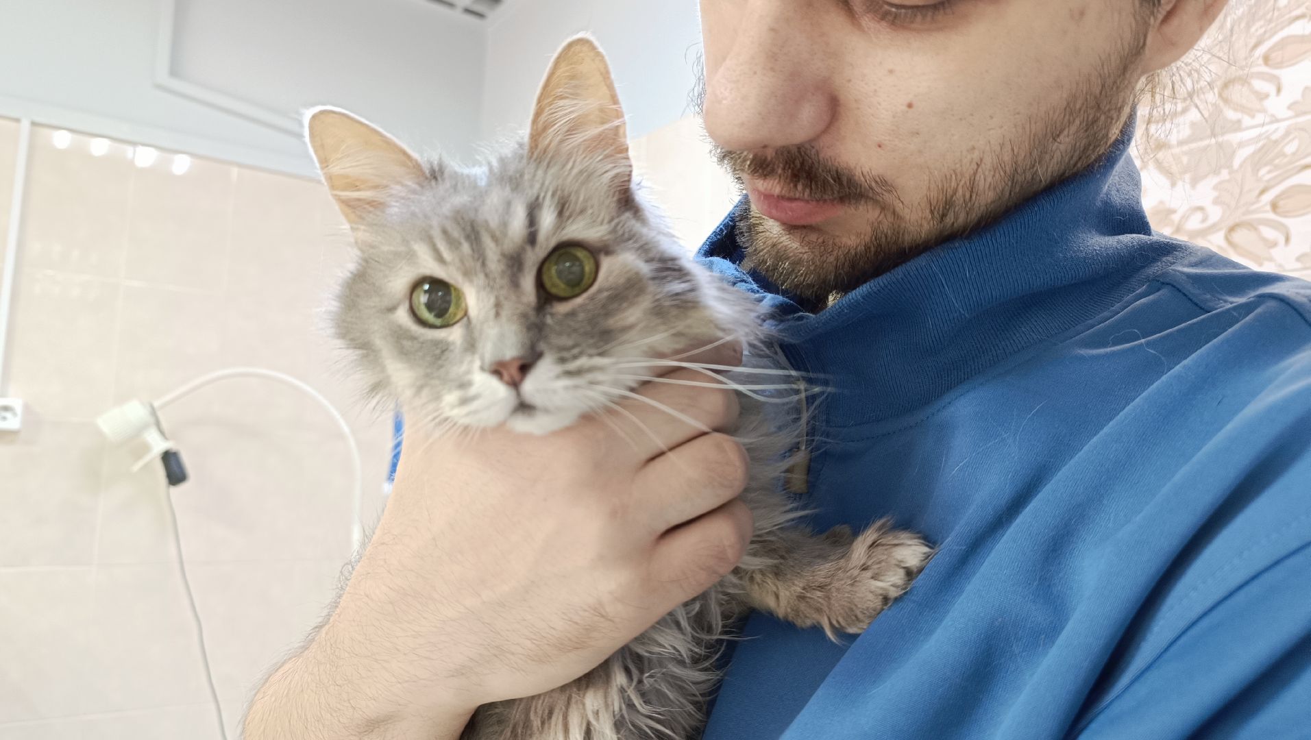 ветеринарный врач, кошка, лобня,