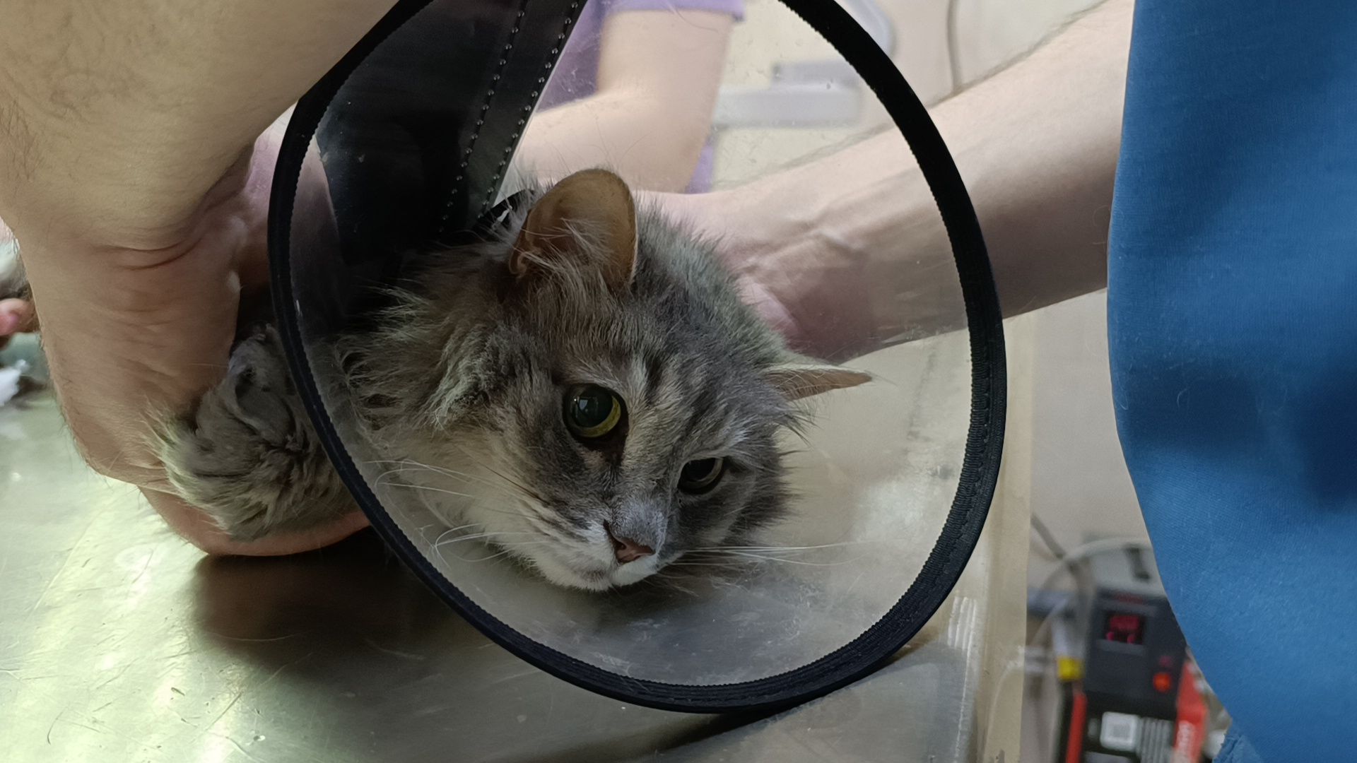 ветеринарный врач, кошка, лобня,