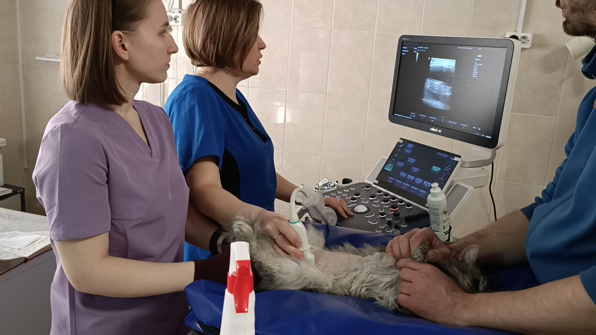 ветеринарный врач, кошка, лобня,