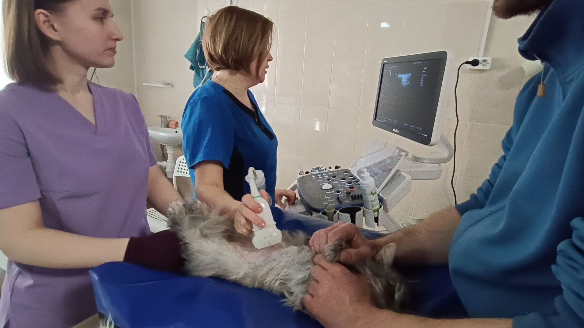 ветеринарный врач, кошка, лобня,