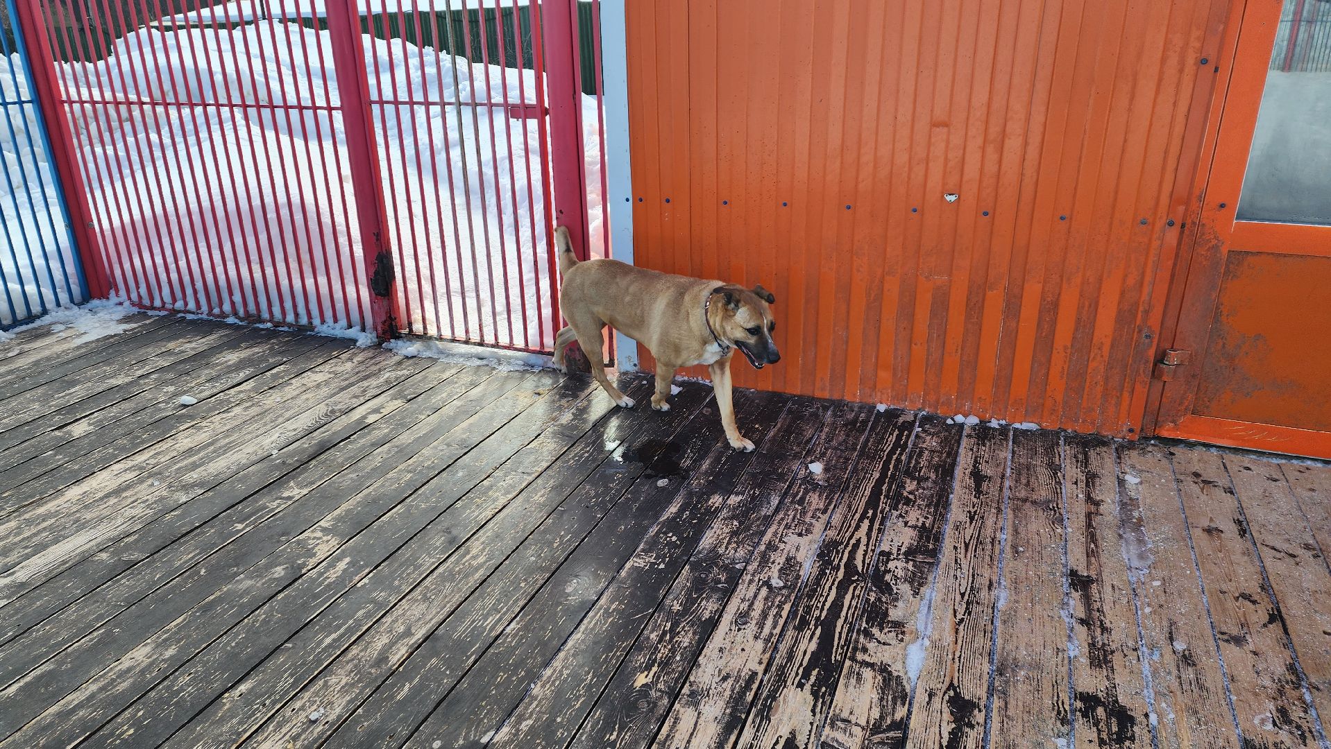 Солнечногорск, животные, благотворительность, волонтеры,