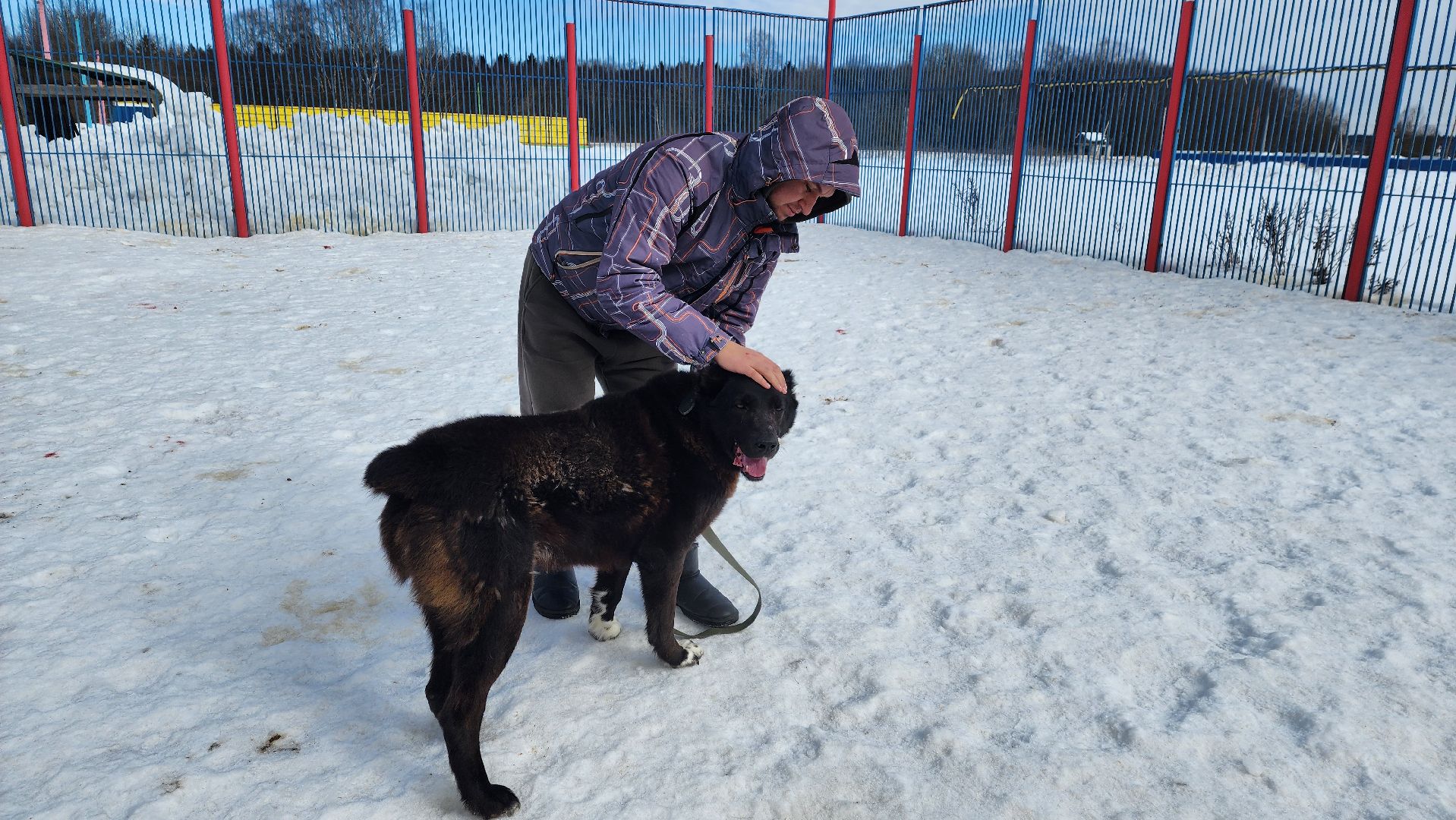 Солнечногорск, животные, благотворительность, волонтеры,