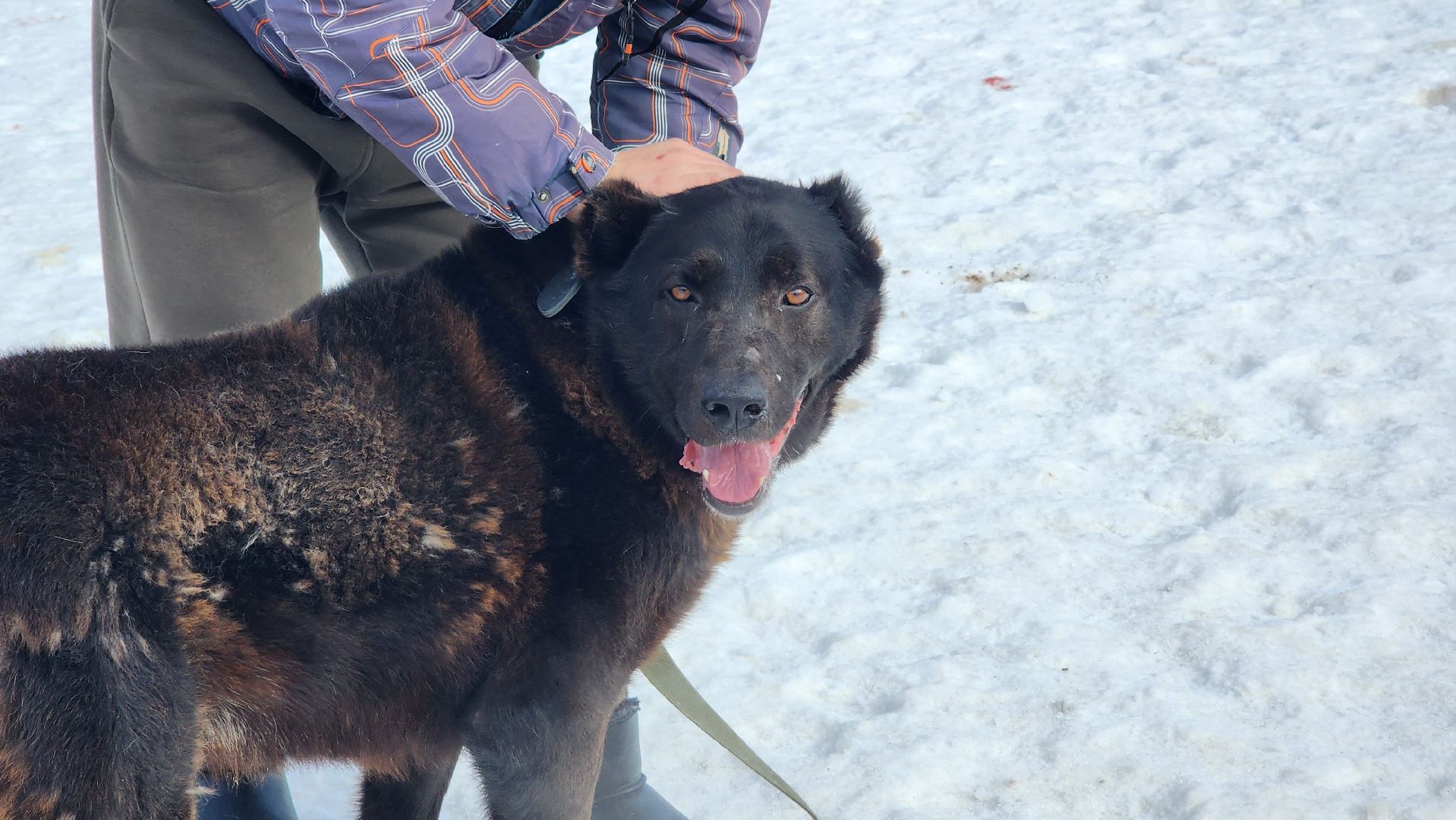 Солнечногорск, животные, благотворительность, волонтеры,