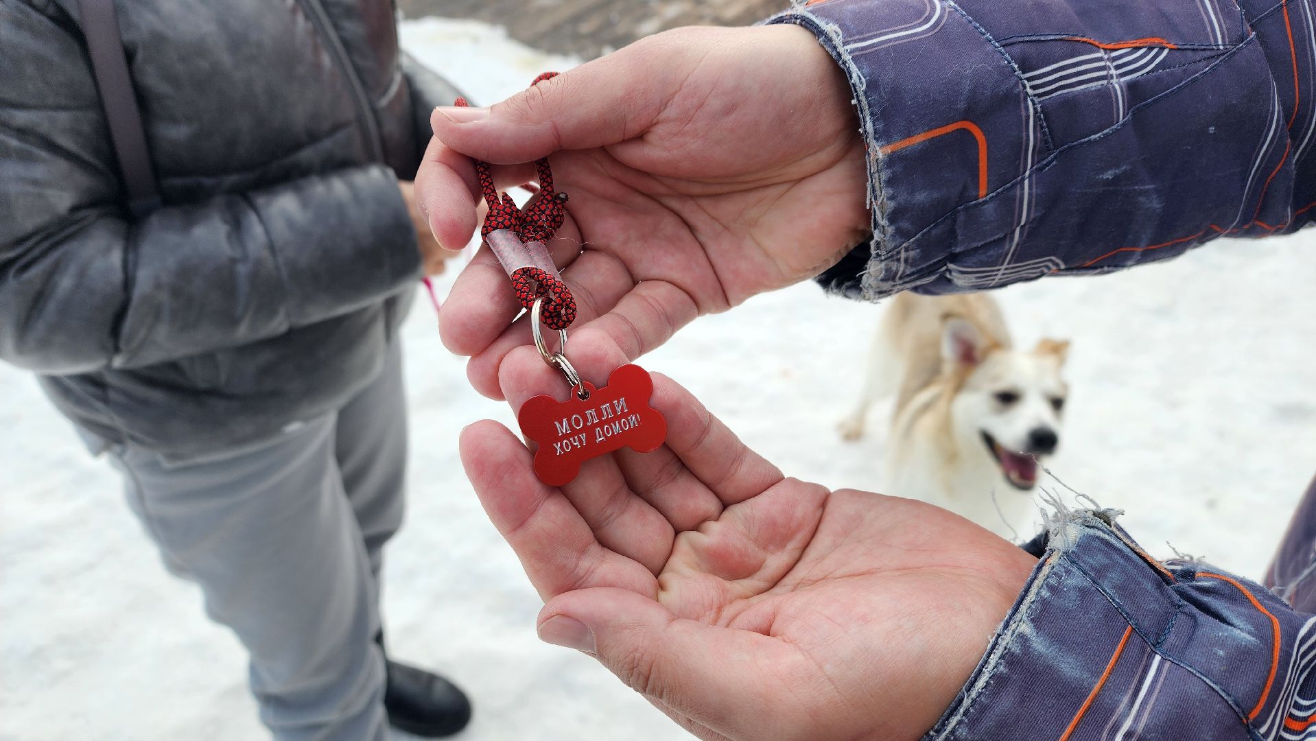 Солнечногорск, животные, благотворительность, волонтеры,