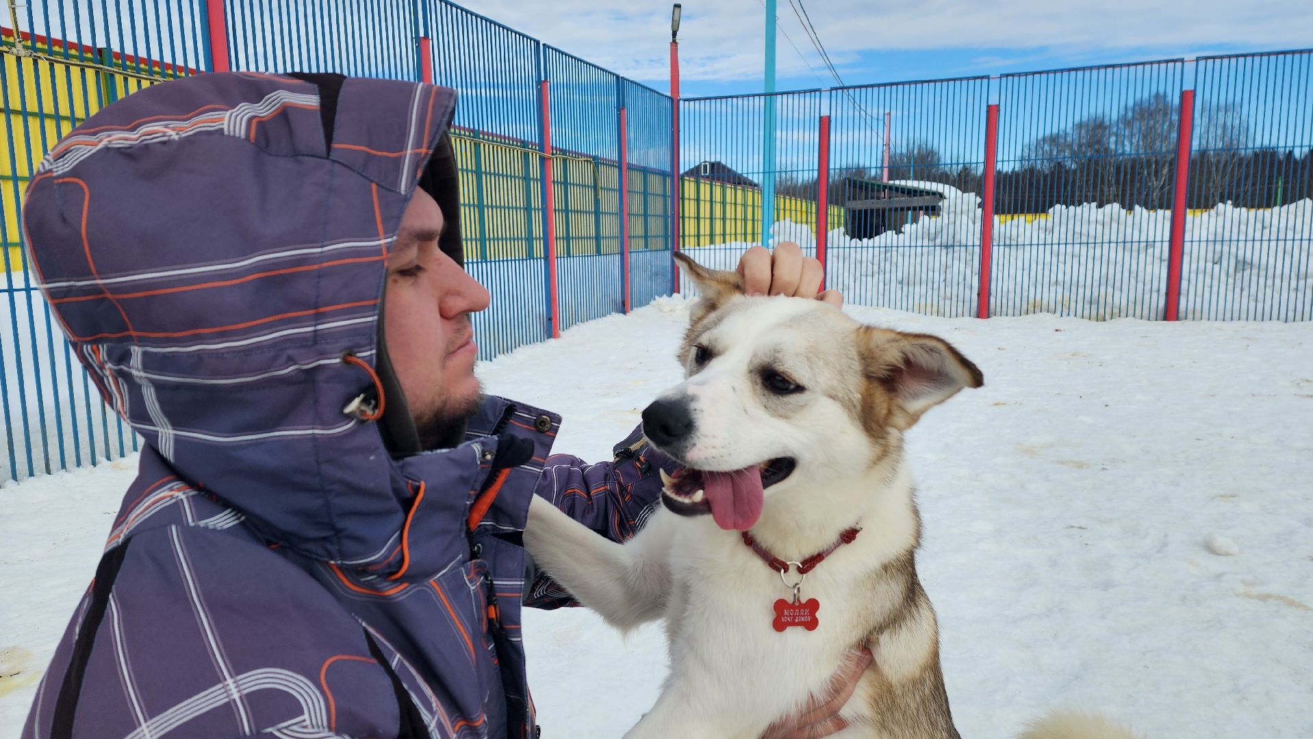 Солнечногорск, животные, благотворительность, волонтеры,