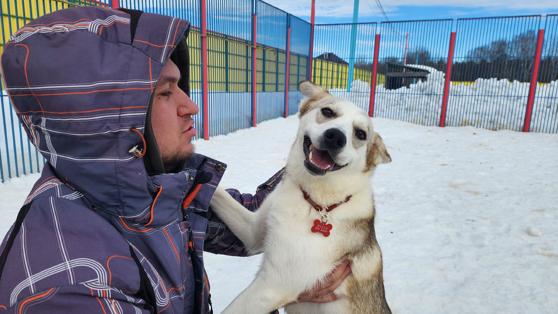 Солнечногорск, животные, благотворительность, волонтеры,