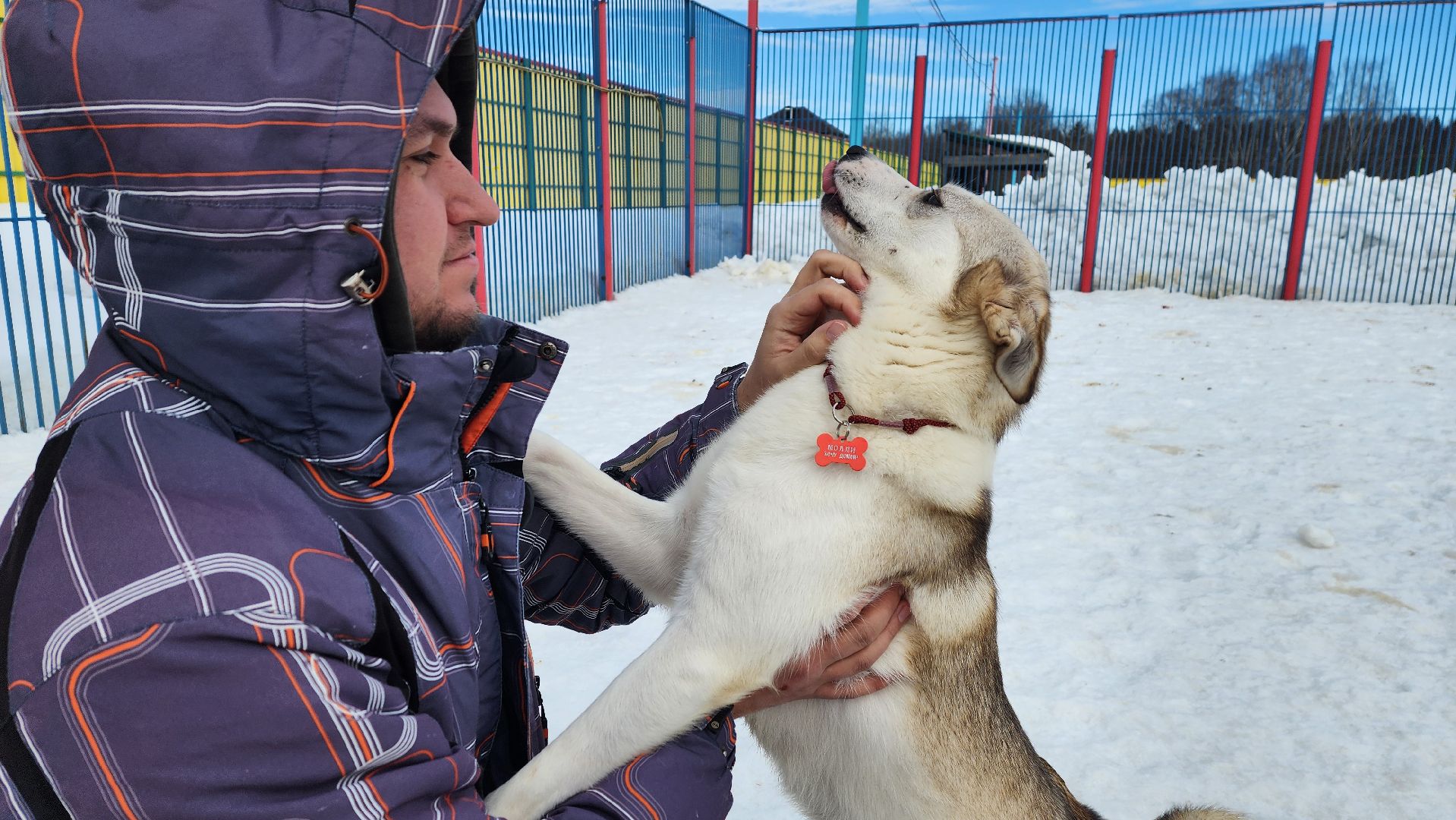 Солнечногорск, животные, благотворительность, волонтеры,