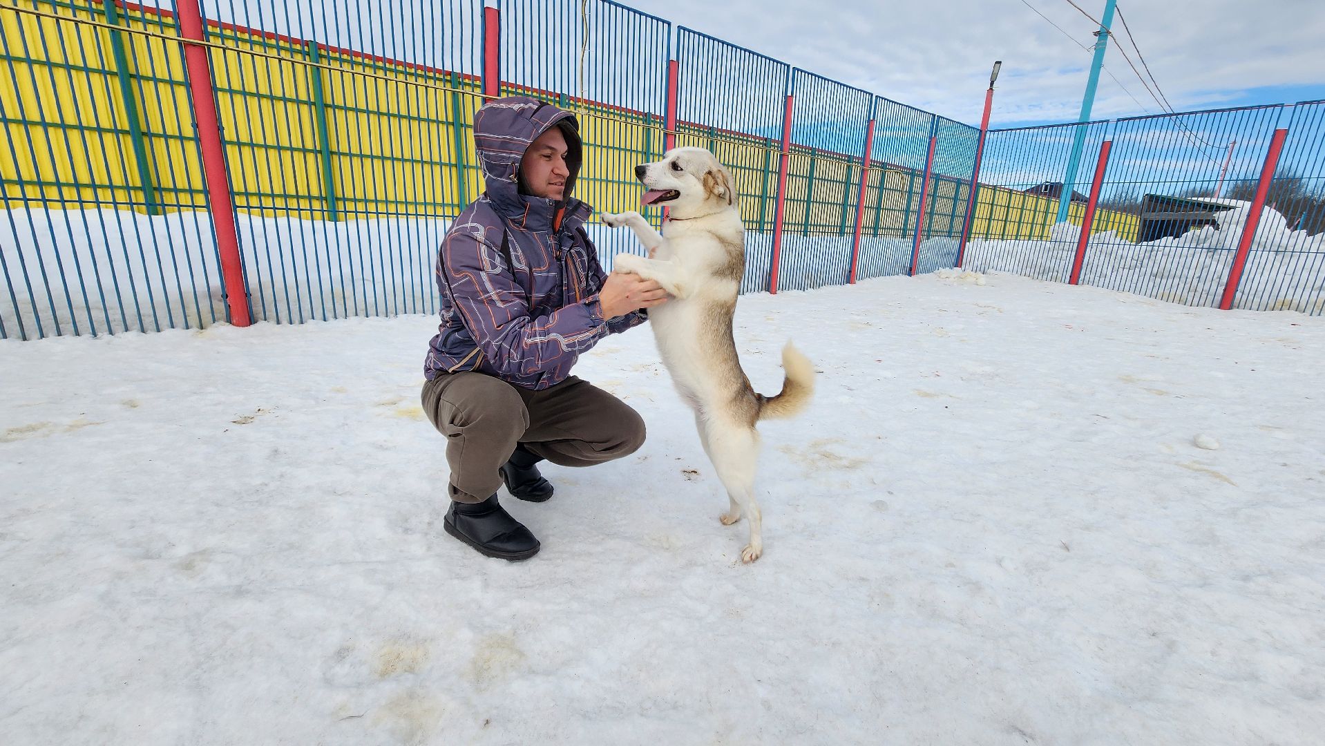 Солнечногорск, животные, благотворительность, волонтеры,