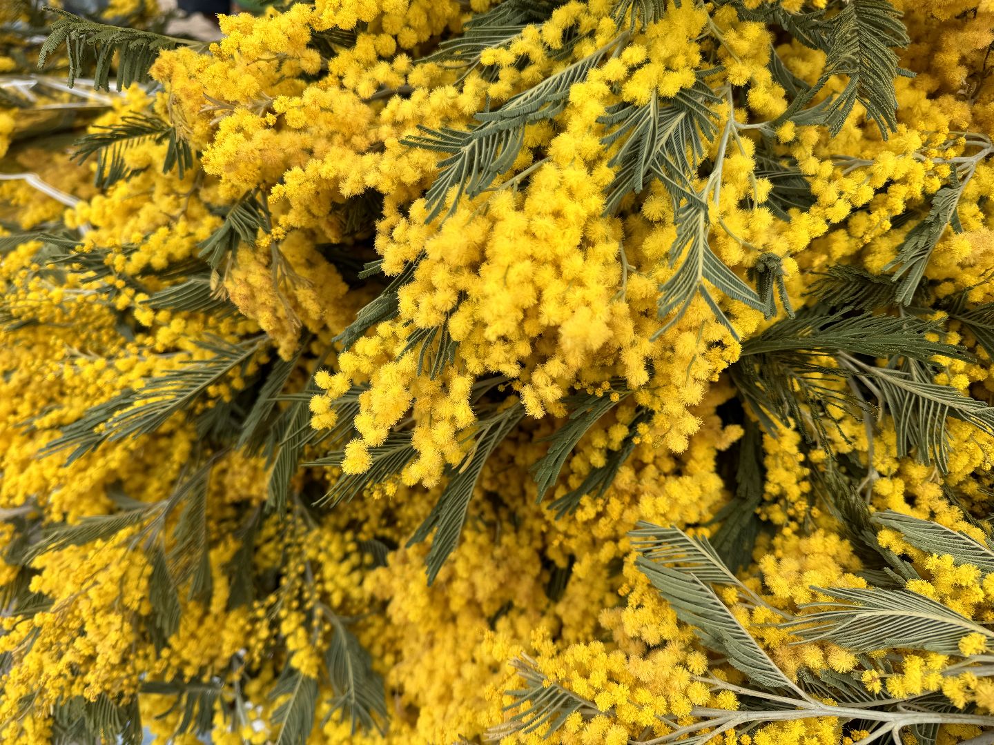 Одинцово, Цветочный базар, 8 марта,