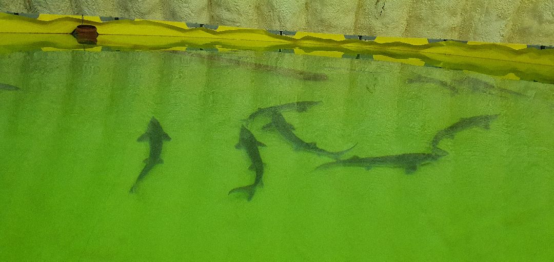 производство, Минсельхоз, грант, Домодедово