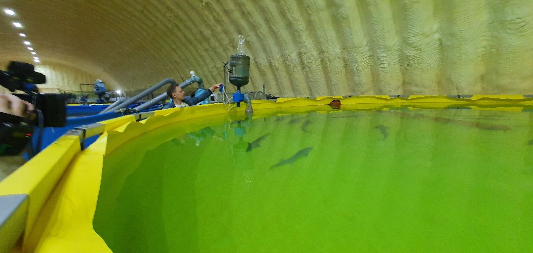 производство, Минсельхоз, грант, Домодедово