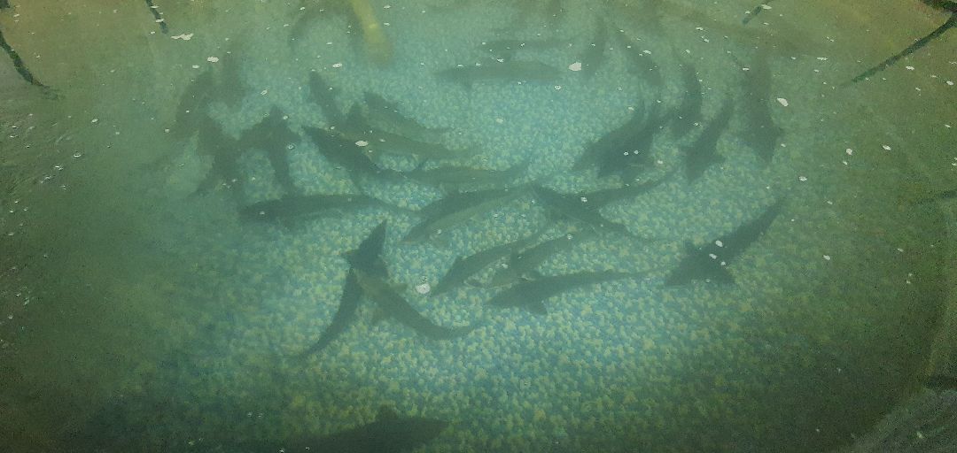 производство, Минсельхоз, грант, Домодедово