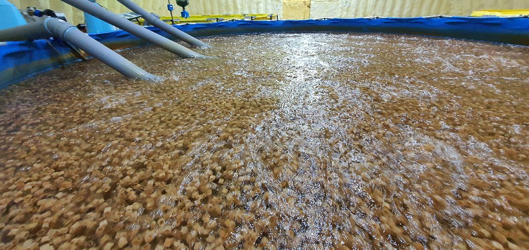 производство, Минсельхоз, грант, Домодедово