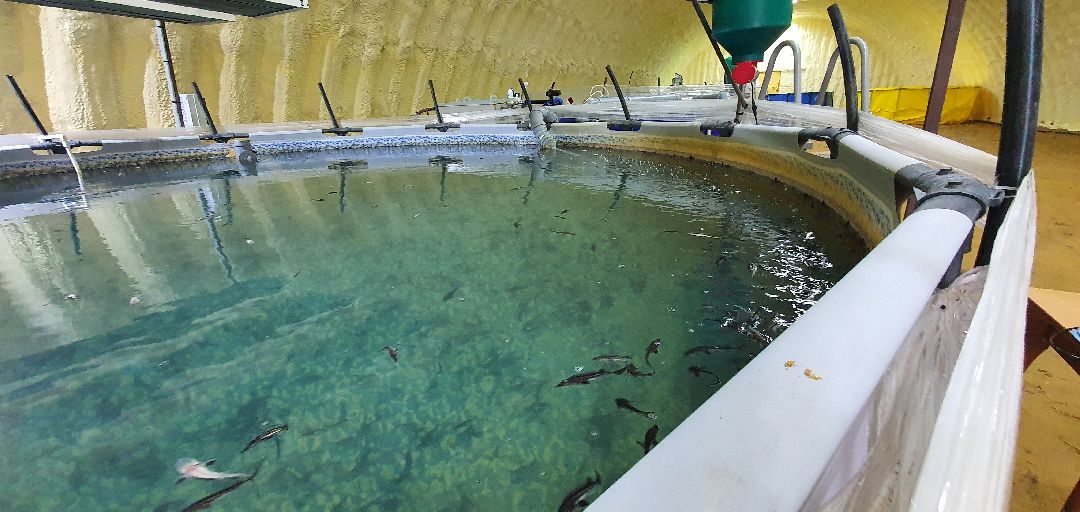 производство, Минсельхоз, грант, Домодедово