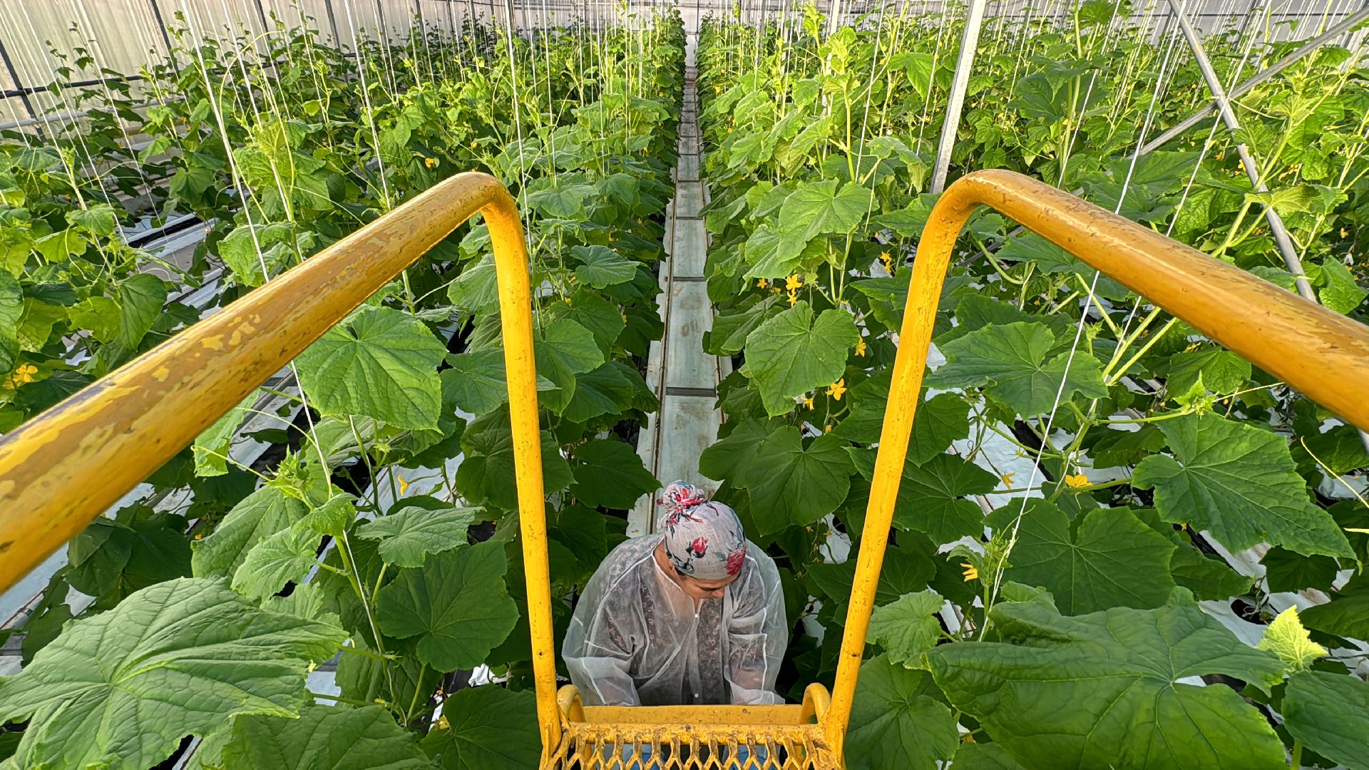 Одинцово, Первый урожай, Федеральный научный центр овощеводства,