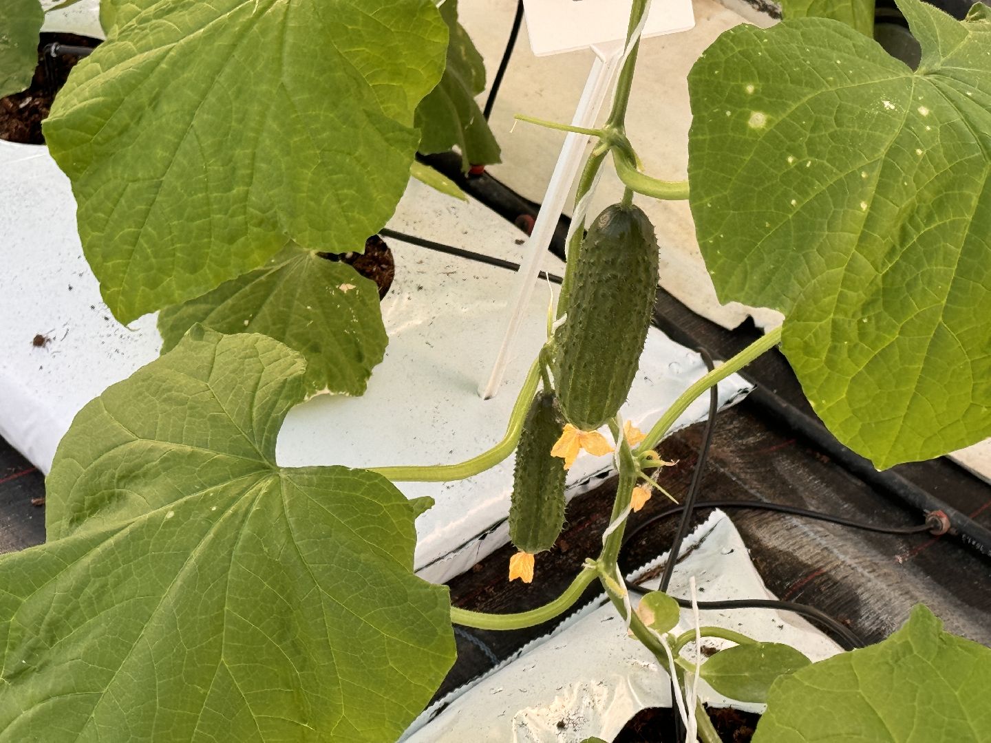 Одинцово, Первый урожай, Федеральный научный центр овощеводства,