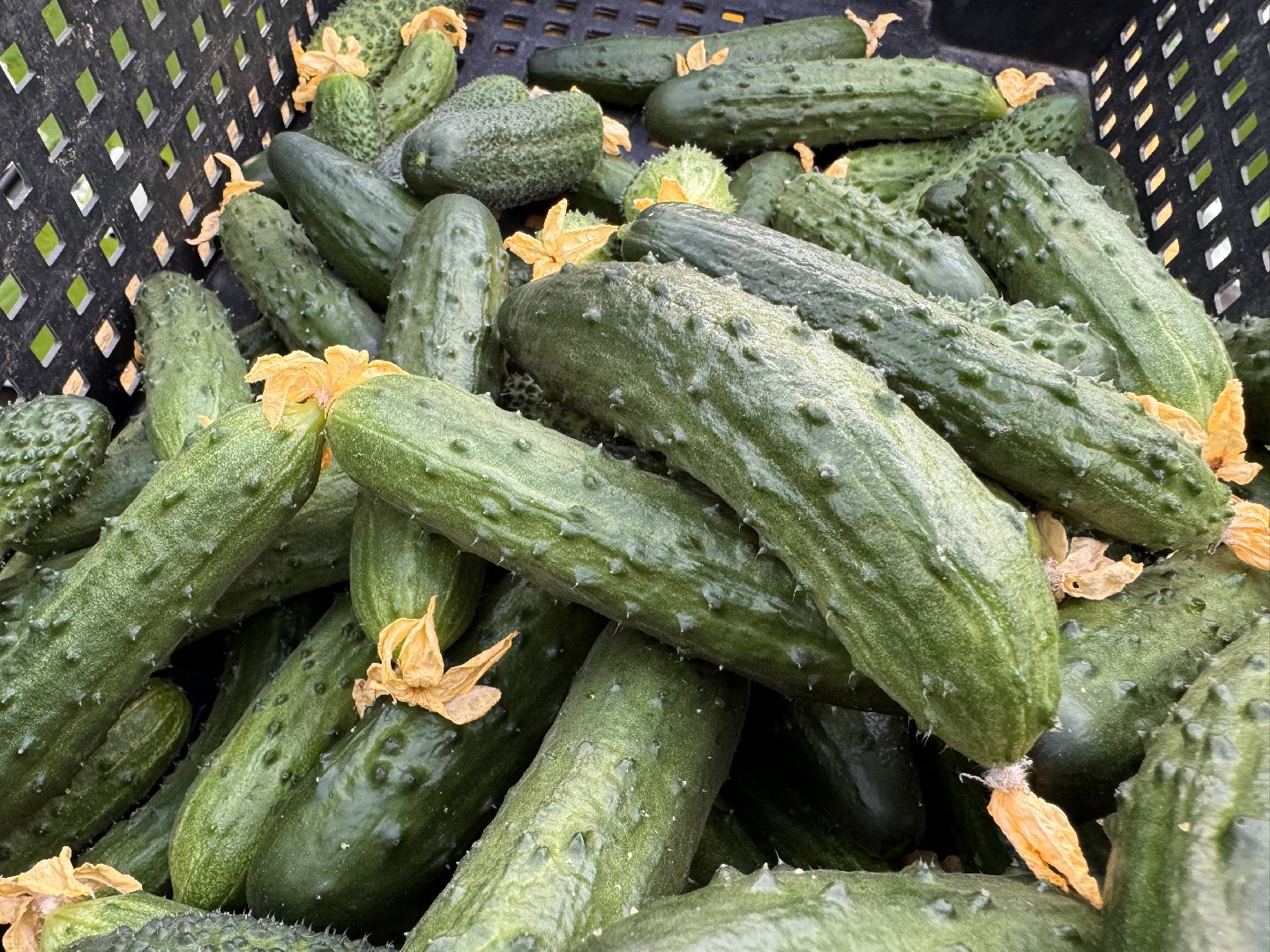 Одинцово, Первый урожай, Федеральный научный центр овощеводства,