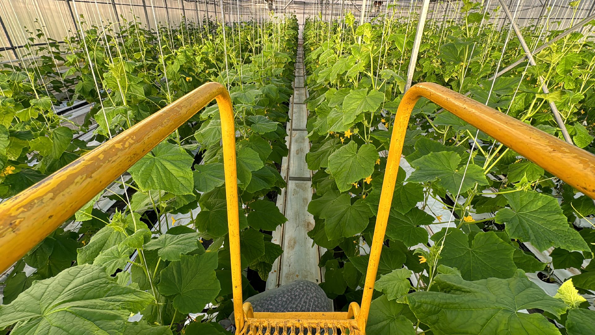 Одинцово, Первый урожай, Федеральный научный центр овощеводства,