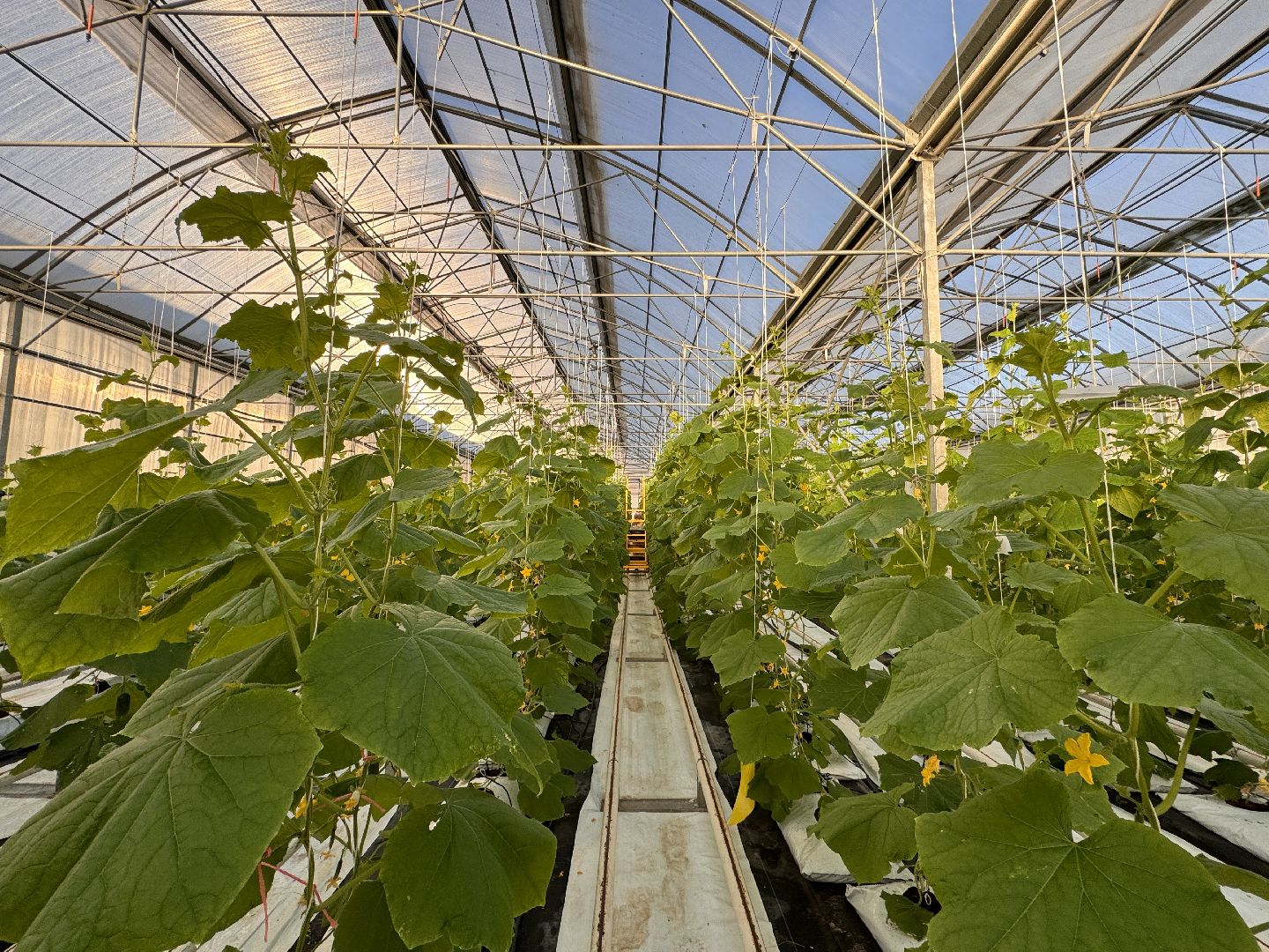 Одинцово, Первый урожай, Федеральный научный центр овощеводства,