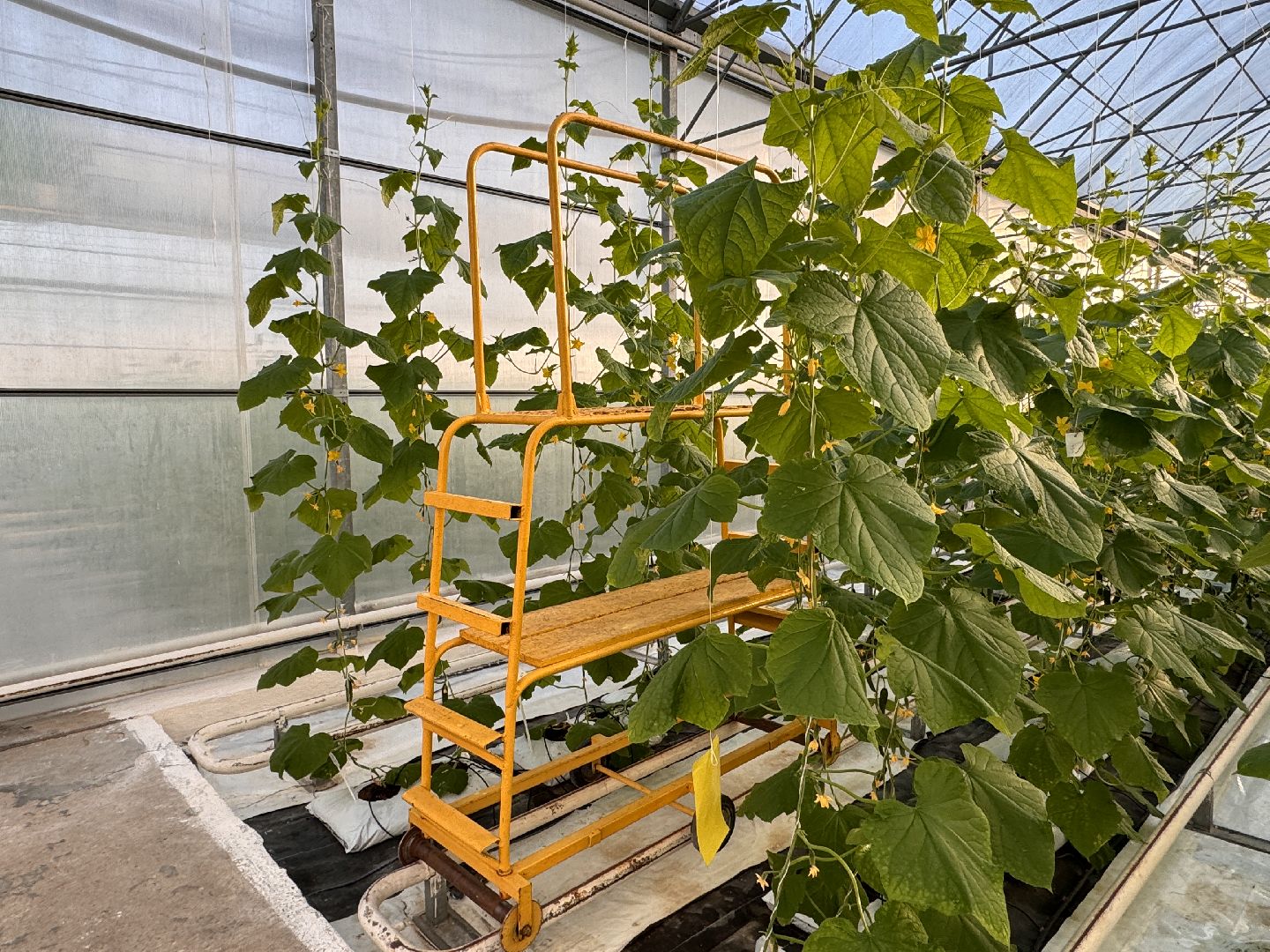 Одинцово, Первый урожай, Федеральный научный центр овощеводства,