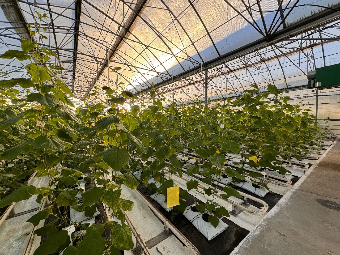 Одинцово, Первый урожай, Федеральный научный центр овощеводства,