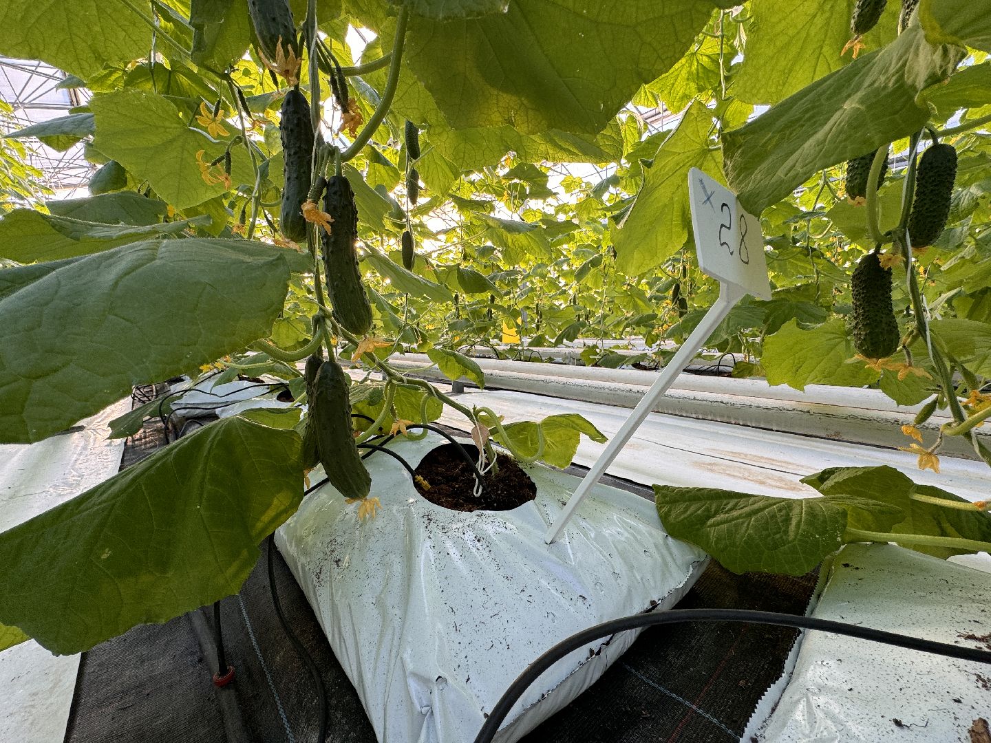 Одинцово, Первый урожай, Федеральный научный центр овощеводства,