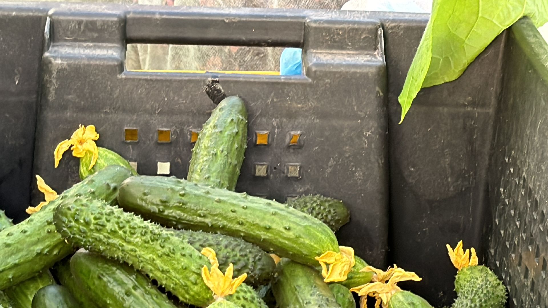 Одинцово, Первый урожай, Федеральный научный центр овощеводства,