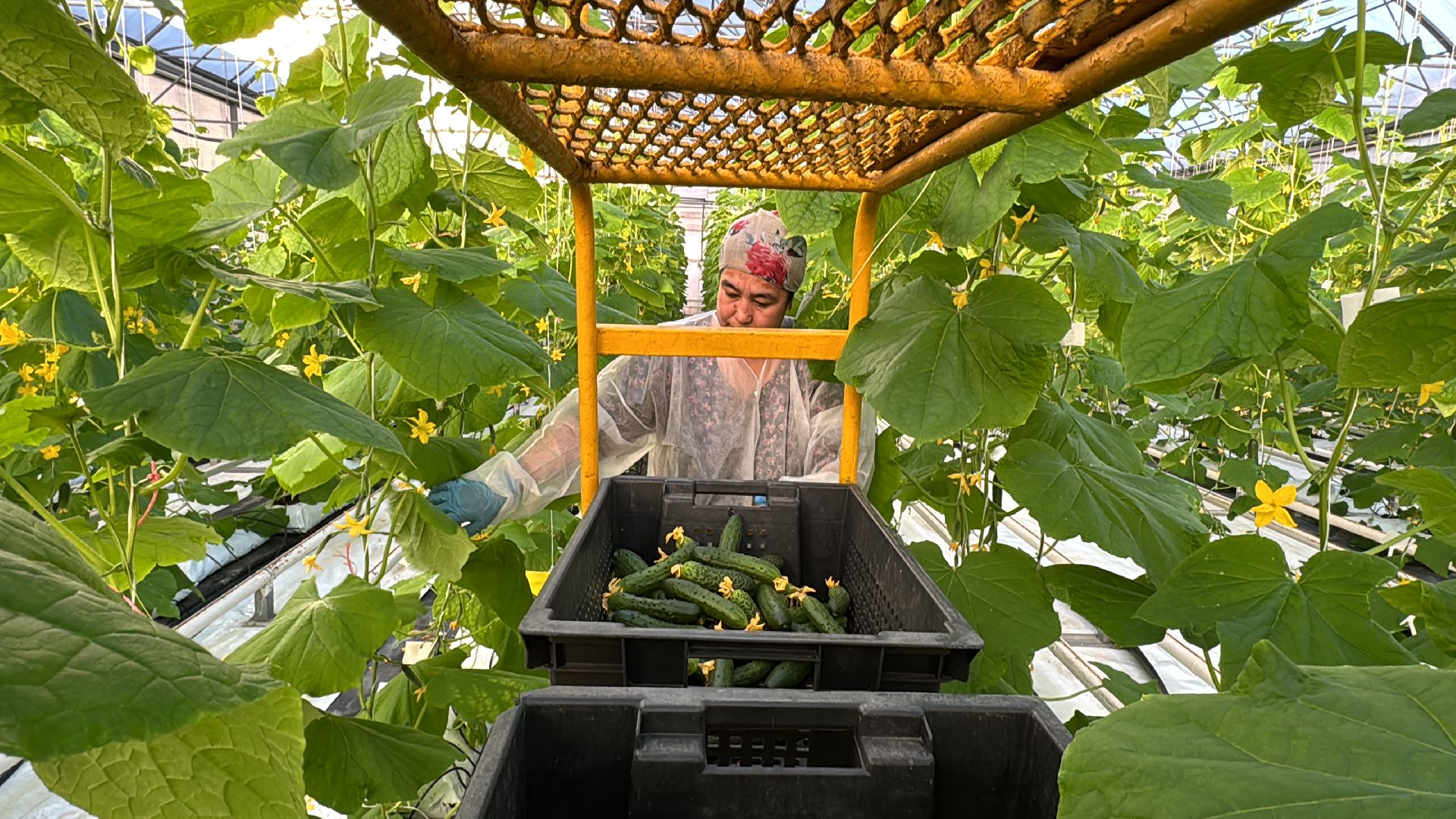 Одинцово, Первый урожай, Федеральный научный центр овощеводства,