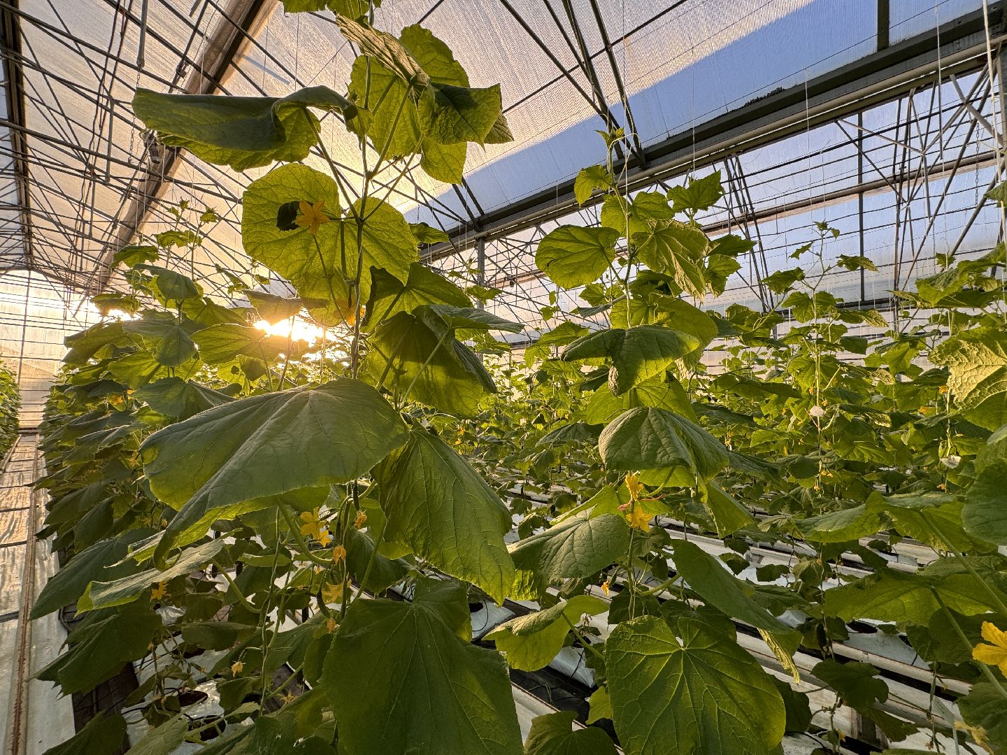 Одинцово, Первый урожай, Федеральный научный центр овощеводства,