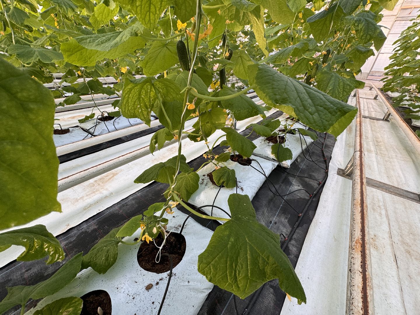 Одинцово, Первый урожай, Федеральный научный центр овощеводства,