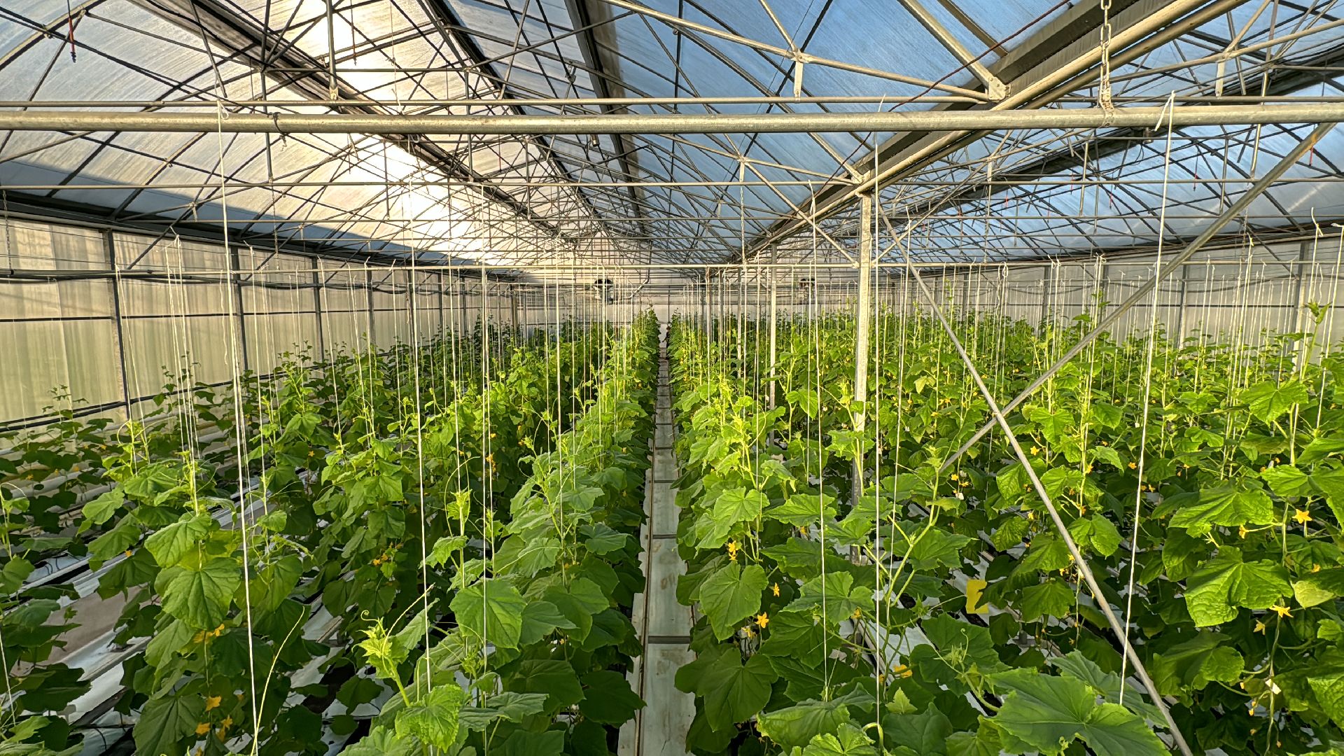 Одинцово, Первый урожай, Федеральный научный центр овощеводства,