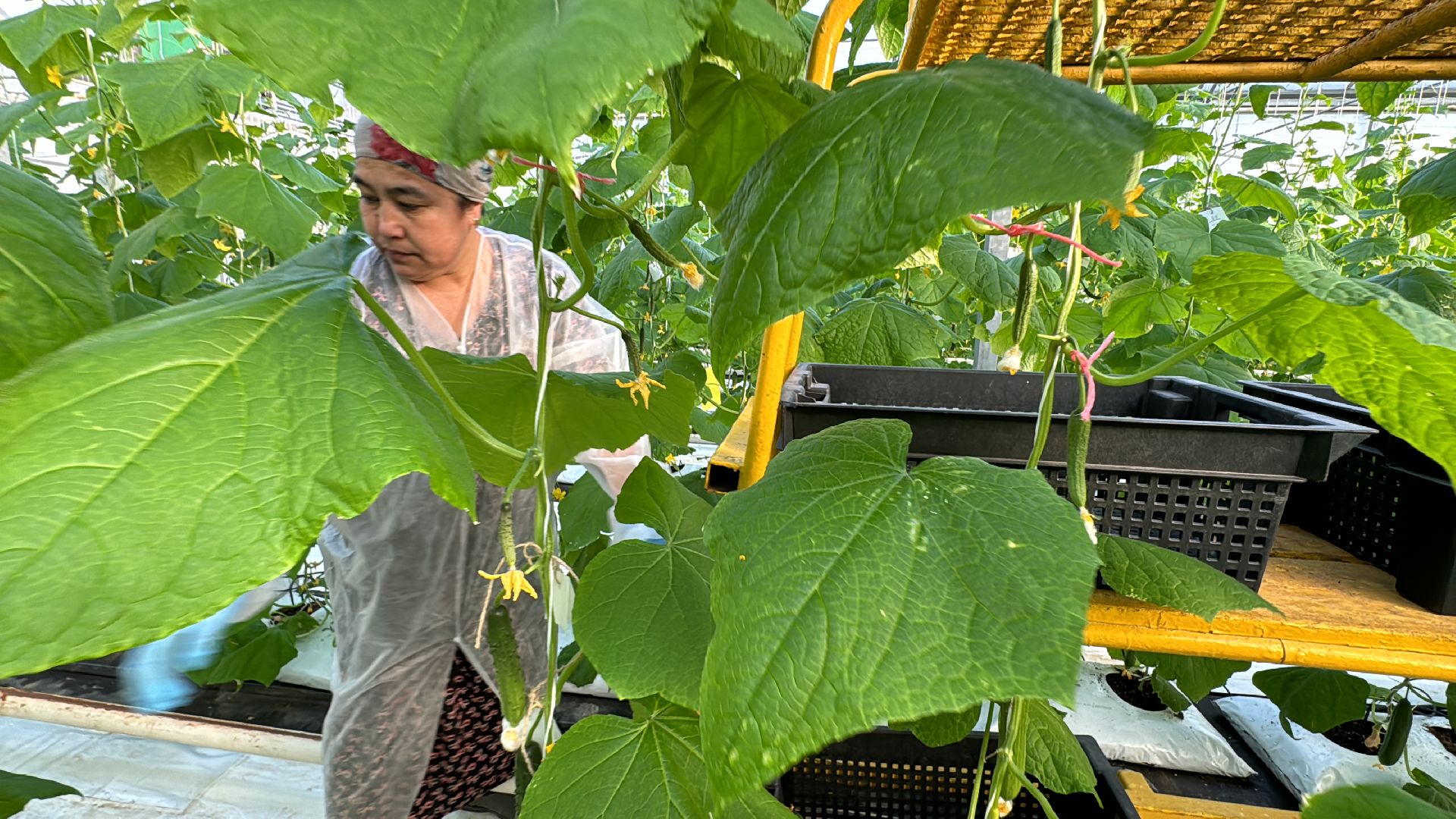 Одинцово, Первый урожай, Федеральный научный центр овощеводства,