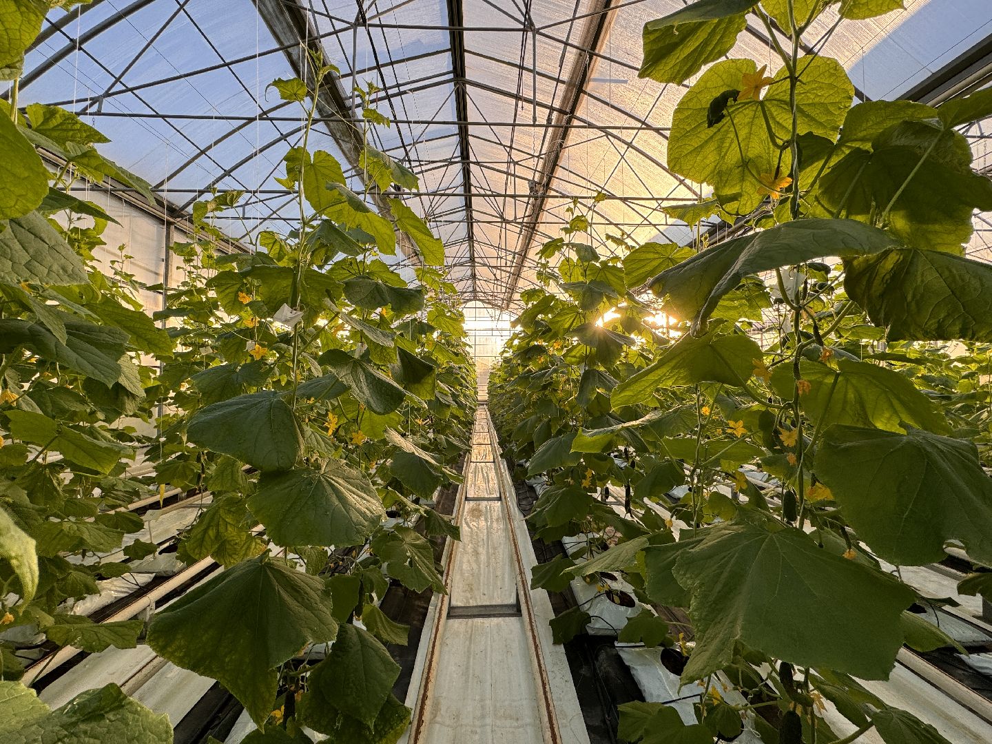 Одинцово, Первый урожай, Федеральный научный центр овощеводства,