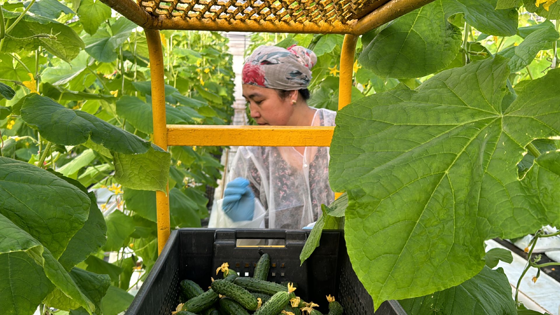 Одинцово, Первый урожай, Федеральный научный центр овощеводства,