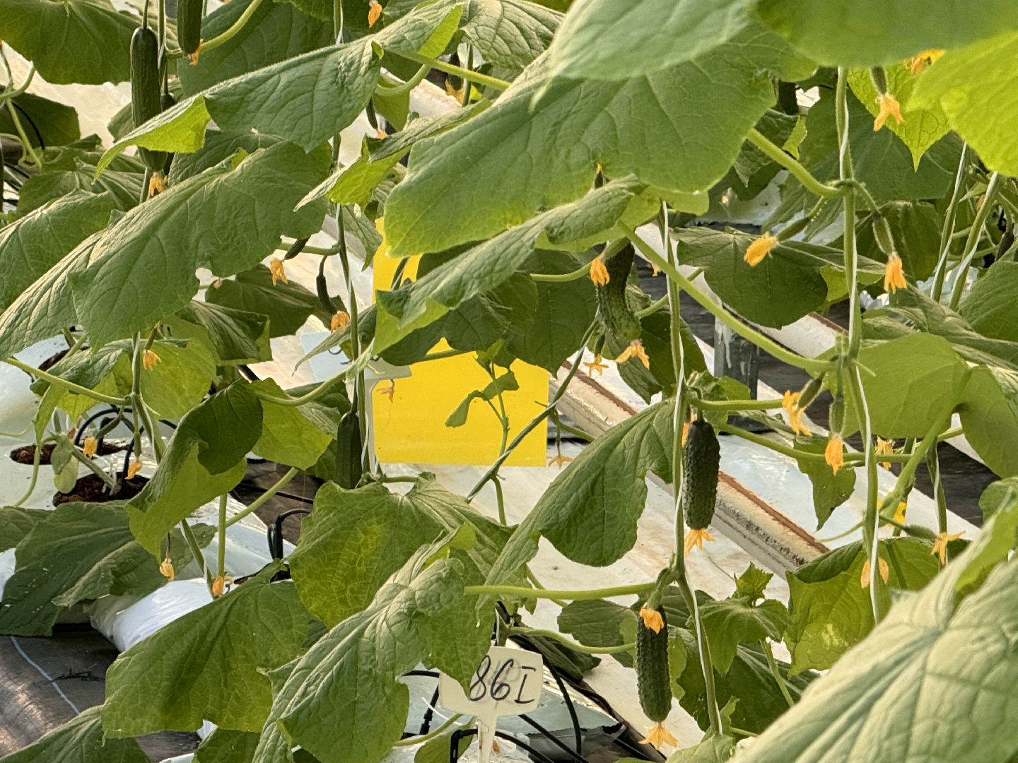 Одинцово, Первый урожай, Федеральный научный центр овощеводства,