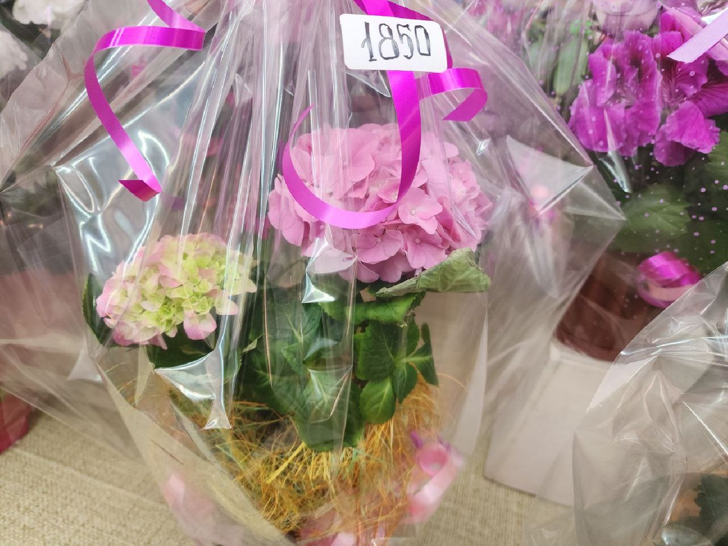 пущино, 8 марта,