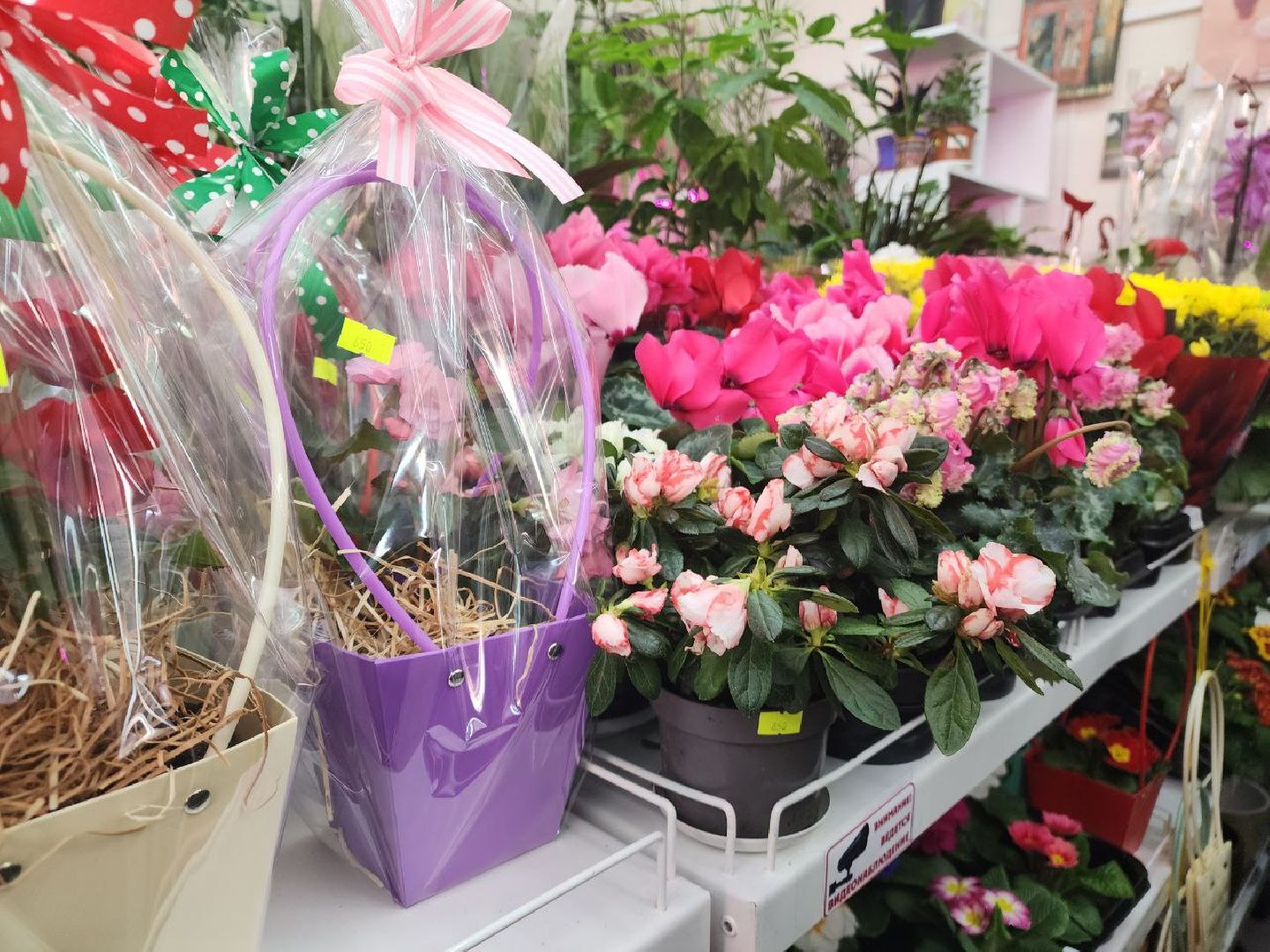 пущино, 8 марта,