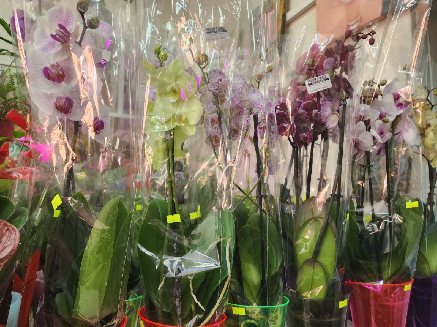 пущино, 8 марта,