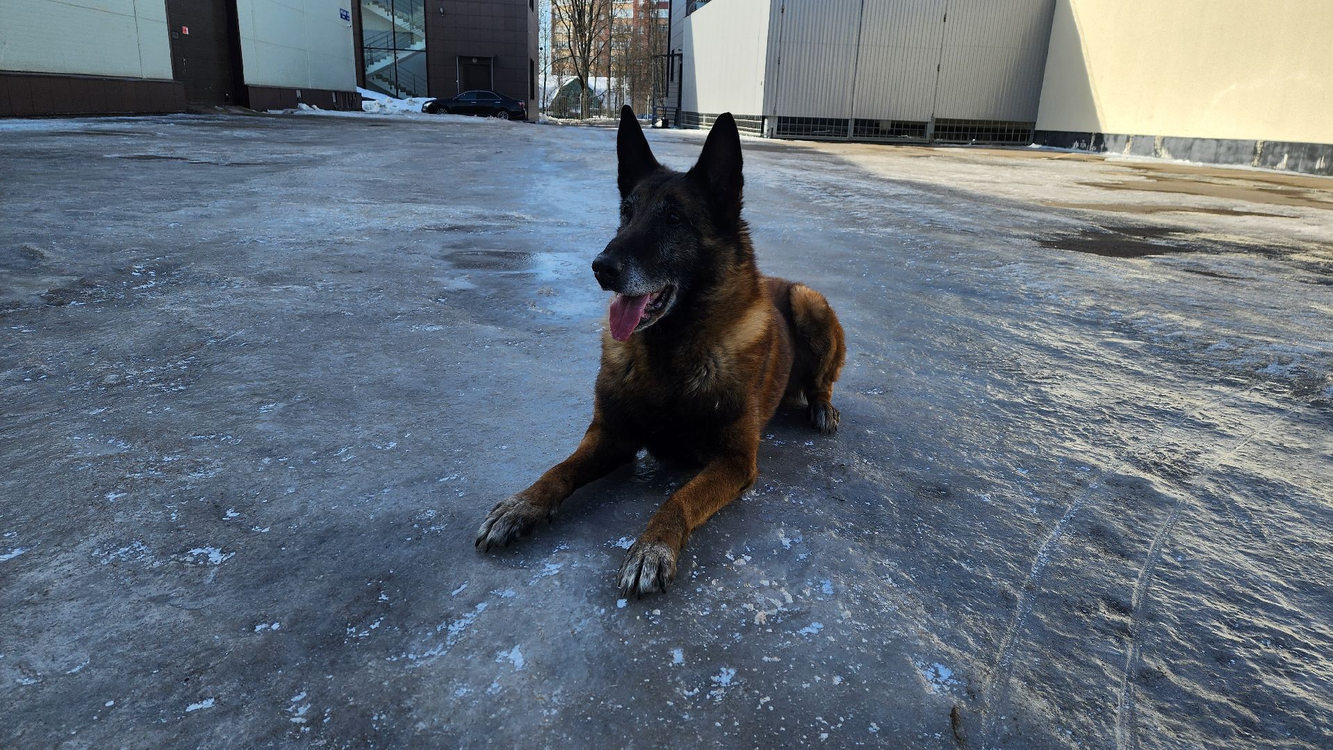 Солнечногорск, полиция, кинолог, история,