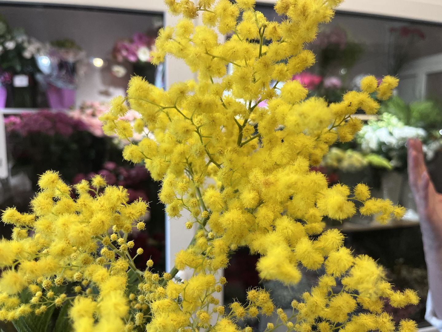 наро-фоминск, язык цветов, женский день, как выбрать цветы,