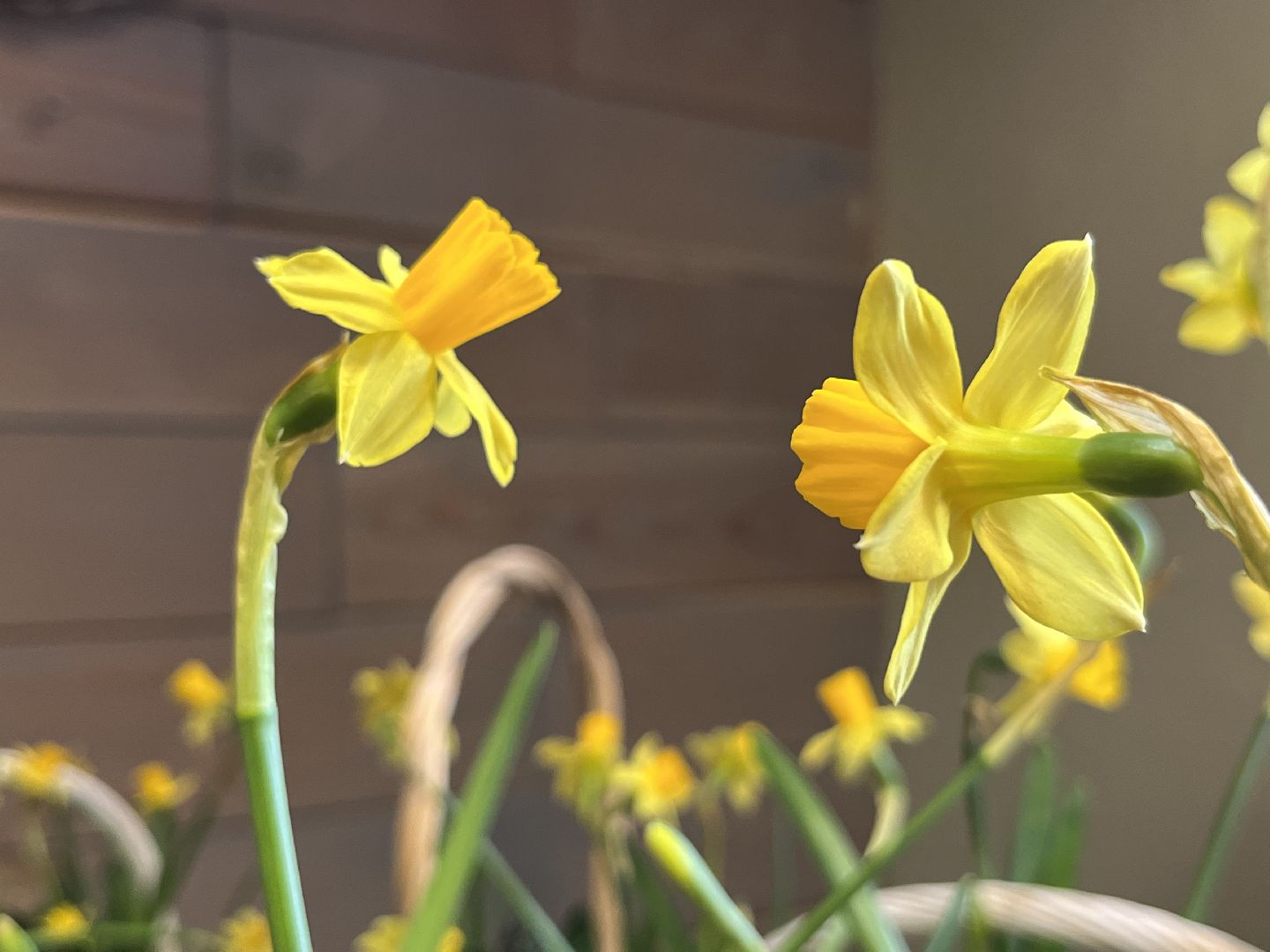 наро-фоминск, язык цветов, женский день, как выбрать цветы,