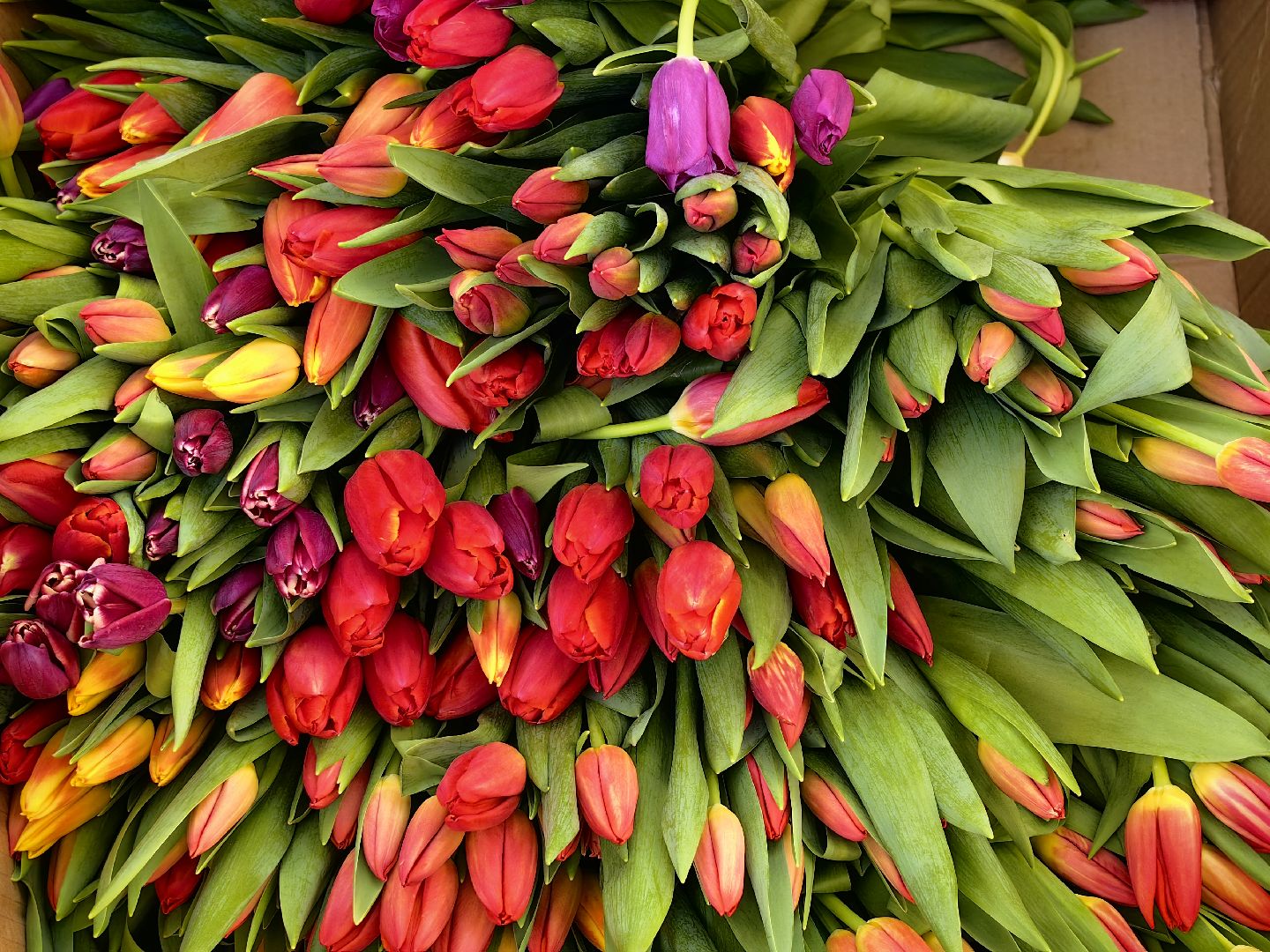 8 Марта, Тюльпаны, Поздравления, молодая гвардия,