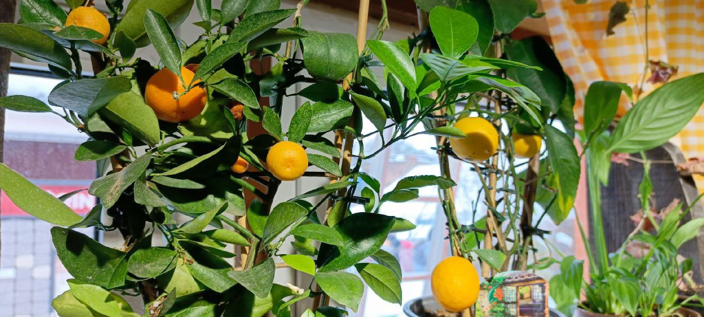 Дмитров, Тюльпанов день, Мастера сада,