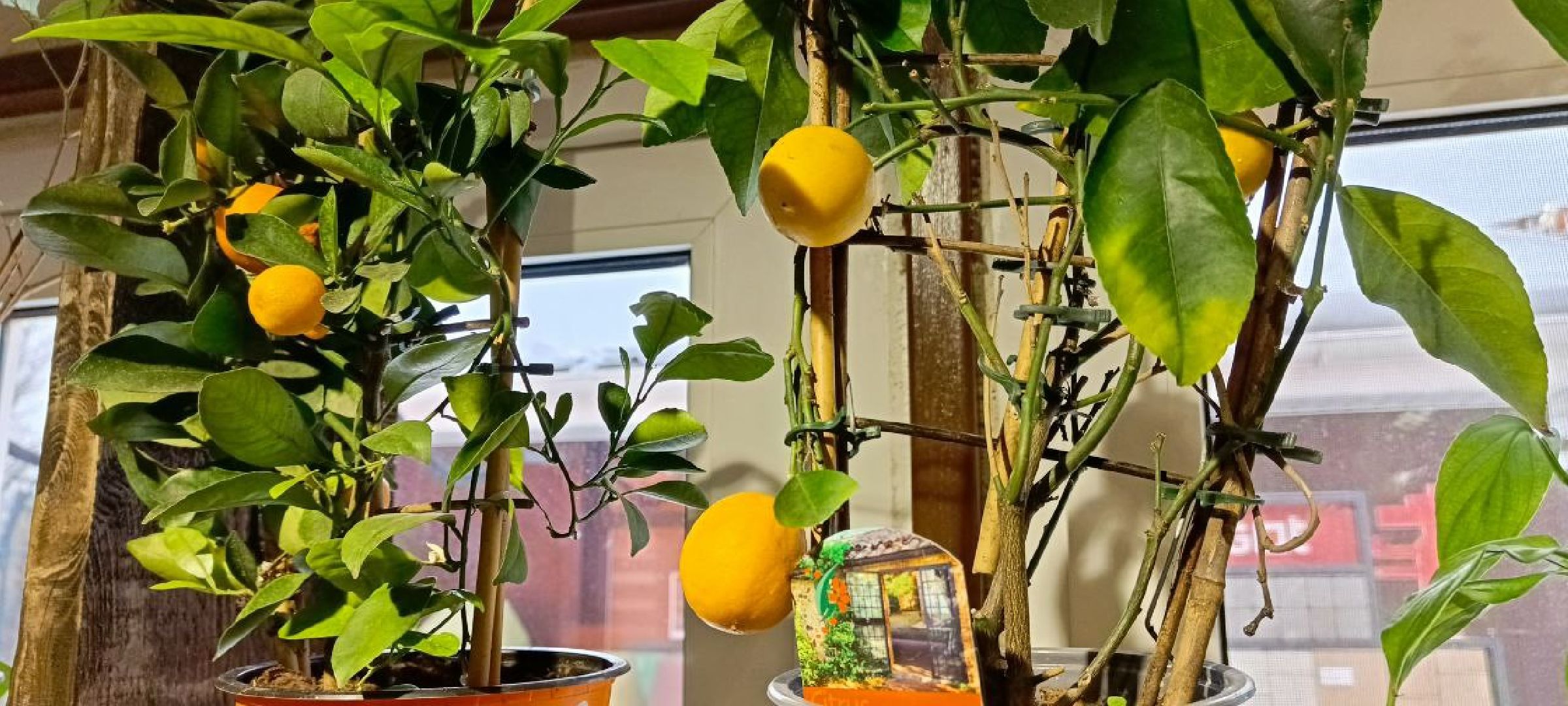 Дмитров, Тюльпанов день, Мастера сада,