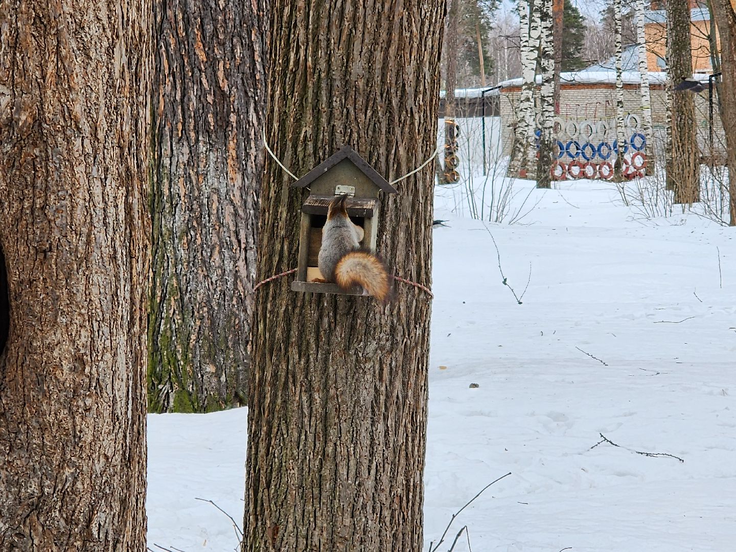 ногинск, 8 марта, глуховский парк, парки подмосковья,